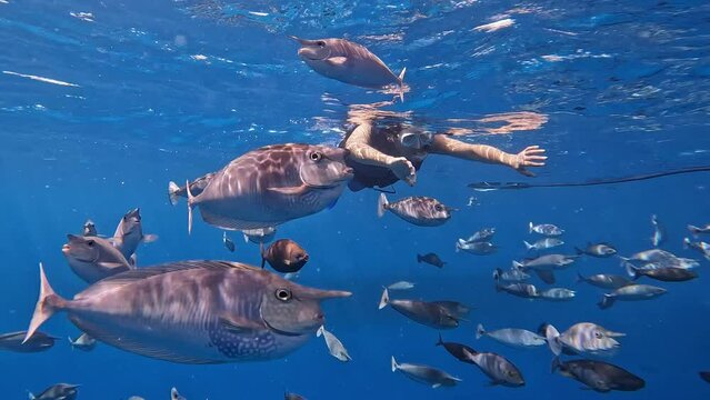 Man Snorkeling Among Unicorn fishes in Tropical Clear Water, Underwater Portrait