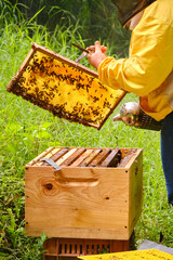 Beekeeper inspecting hive frames while holding them over the hive with a special frame holder.