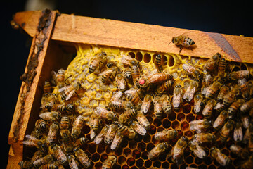 Close-up of bees in a hive with the queen marked for easy identification.