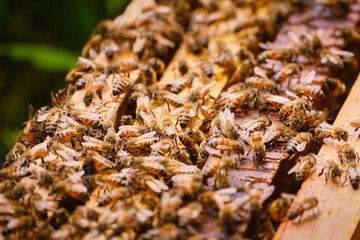close-up of bees in a hive with selective focus