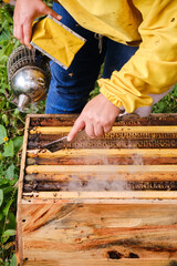 Unidentified beekeeper checks the top of the frames in a hive while holding a smoker.