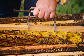 Front close-up of a hand lifting a hive frame full of bees with a special frame holder.