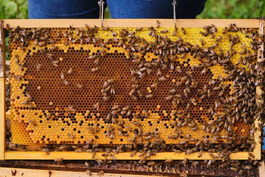 Close-up front view of hive frame with sealed worker brood chambers and bees on top.
