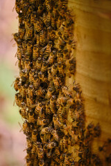 swarm of european bees on the side of a wooden hive