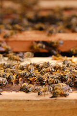 Close-up of bee cluster on open wooden hive with selective focus and copyspace