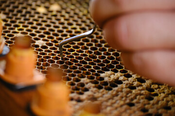 extraction of larvae from honeycomb for transfer to artificial queen rearing chambers. honey bee larvae for queen grafting
