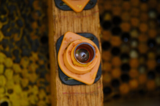 close-up shoot of honey bee larvae for queen grafting in artificial queen rearing chambers.