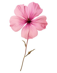 PNG Pressed a pink petunia flower hibiscus petal - obrazy, fototapety, plakaty