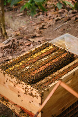 Lower chamber of an open hive filled with bees in the field.