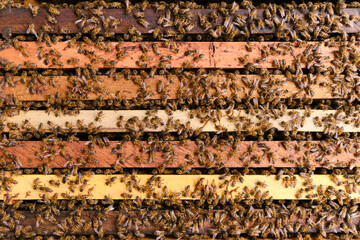 Zenithal view of a beehive with different colored frames inside and full of bees.