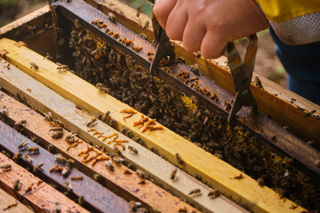 manual removal of a frame from a bee hive with a specialised frame holder