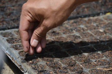 Sowing shallots from seeds, Planting shallots