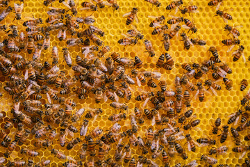 bees on a yellow beeswax panel