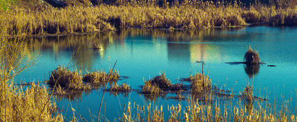swamp or lake with blue water in the reeds - obrazy, fototapety, plakaty