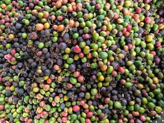Colors of unroasted coffee beans