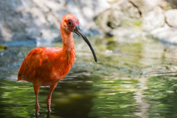 Vibrant Scarlet Ibis in Tropical Wetlands: Exotic Birdwatching Moment