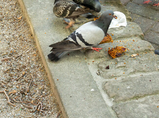 pigeon on the ground