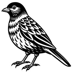    Bird vector illustration.
