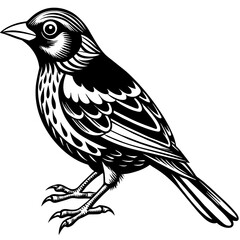    Bird vector illustration.
