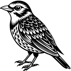    Bird vector illustration.
