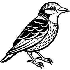    Bird vector illustration.
