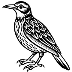    Bird vector illustration.
