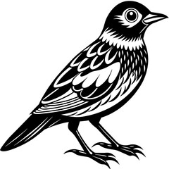    Bird vector illustration.
