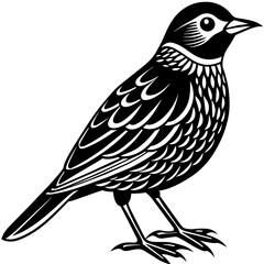    Bird vector illustration.
