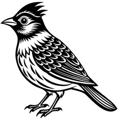    Bird vector illustration.
