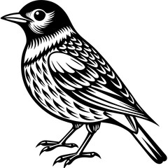    Bird vector illustration.
