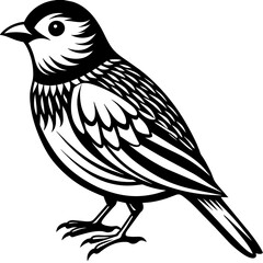    Bird vector illustration.
