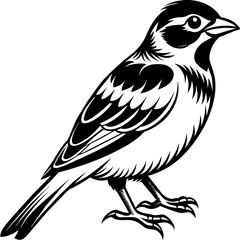    Bird vector illustration.
