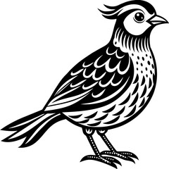    Bird vector illustration.
