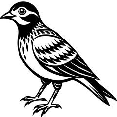    Bird vector illustration.
