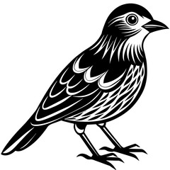 Obraz premium Bird vector illustration. 