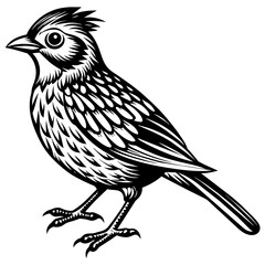    Bird vector illustration.

