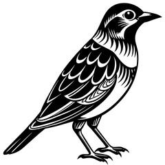    Bird vector illustration.
