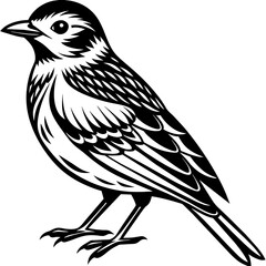    Bird vector illustration.
