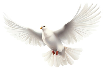 PNG Animal bird wildlife seabird