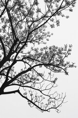 A tree with no leaves is shown in black and white