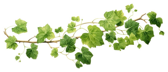 PNG Vine plant leaf ivy transparent background - obrazy, fototapety, plakaty