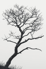 A tree is depicted in black and white, with no leaves or branches