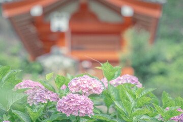 三室戸寺の紫陽花_