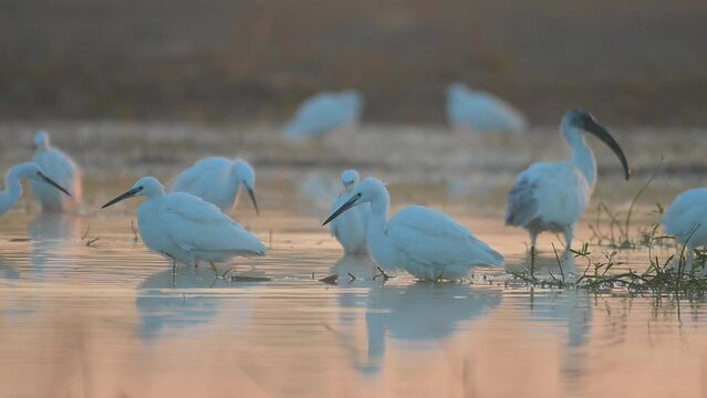 Flock of Birds Fishing in morning