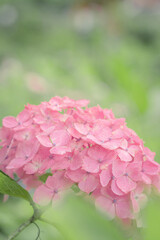 三室戸寺の紫陽花_