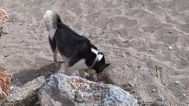 The cute Husky dog barks on the beach in Alanya. The black and white Husky is wearing a collar around its neck. The dog is barking on the beach.