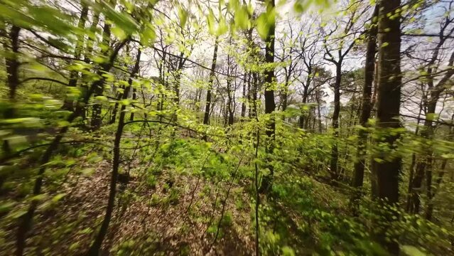 Close flight through the green tree branches in a deciduous forest. FPV drone footage with the sun shining through the trees. (4K)