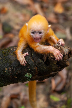 Baby "Lutung"  Exotic Primate from the Borneo Island