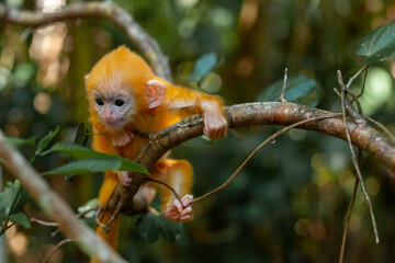 Baby "Lutung"  Exotic Primate from the Borneo Island