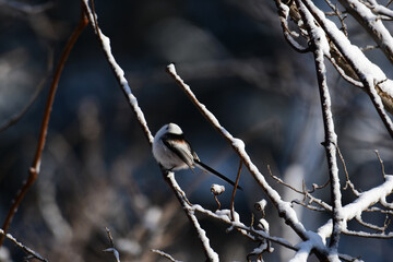 雪の日のシマエナガ